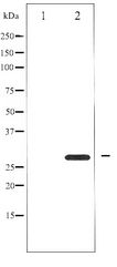 YWHAZ / 14-3-3 Zeta Antibody - Western blot of 14-3-3 zeta expression in Forskolin treated 293 whole cell lysates,The lane on the left is treated with the antigen-specific peptide.