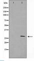 YWHAZ / 14-3-3 Zeta Antibody - Western blot of 14-3-3 zeta/delta expression in K562 whole cell lysates,The lane on the left is treated with the antigen-specific peptide.