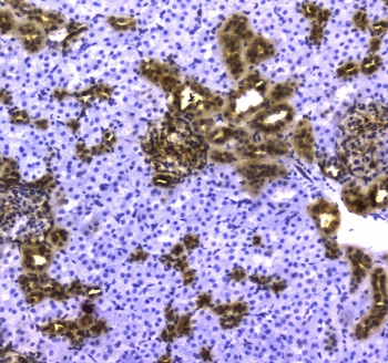 YWHAZ / 14-3-3 Zeta Antibody - IHC testing of FFPE rat kidney tissue with 14-3-3 zeta antibody at 1ug/ml. Required HIER: steam section in pH6 citrate buffer for 20 min and allow to cool prior to staining.