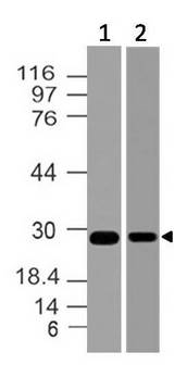 YWHAZ / 14-3-3 Zeta Antibody - Fig-1: Western blot analysis of 14-3-3 Zeta. Anti-14-3-3 Zeta antibody was used at 2 µg/ml on (1) T98G and (2) U87 lysates.