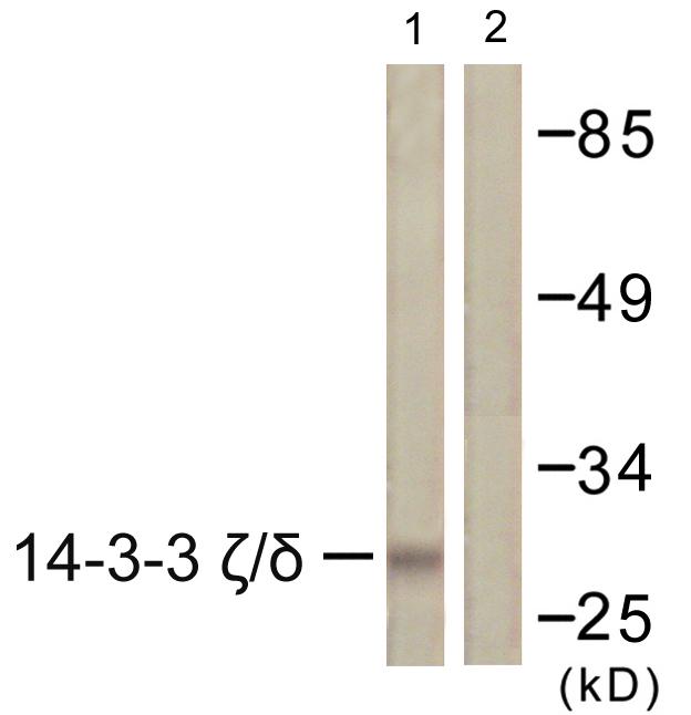 YWHAZ / 14-3-3 Zeta Antibody - Western blot analysis of extracts from K562 cells, using 14-3-3 ?/d (Ab-232) antibody.