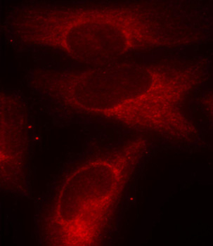 YWHAZ / 14-3-3 Zeta Antibody - Immunofluorescence staining of methanol-fixed Hela cells.