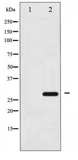 YWHAZ / 14-3-3 Zeta Antibody - Western blot of 14-3-3 zeta phosphorylation expression in UV treated NIH-3T3 whole cell lysates,The lane on the left is treated with the antigen-specific peptide.