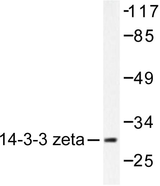 YWHAZ / 14-3-3 Zeta Antibody - Western blot of 14-3-3 (V52) pAb in extracts from 293 Forskolin 40nM 30' NIH/3T3 PMA 250ng/ml 5'' cells.