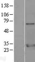 YWHAZ / 14-3-3 Zeta Protein - Western validation with an anti-DDK antibody * L: Control HEK293 lysate R: Over-expression lysate