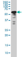 YY1 Antibody - YY1 monoclonal antibody clone 2C5 Western blot of YY1 expression in HeLa NE.