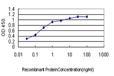 YY1 Antibody - Detection limit for recombinant GST tagged YY1 is approximately 0.03 ng/ml as a capture antibody.