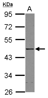 YY1 Antibody - Sample (30 ug of whole cell lysate) A: A431 10% SDS PAGE YY1 antibody diluted at 1:1000