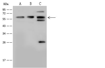 YY1 Antibody - Anti-YY1 rabbit polyclonal antibody at 1:500 dilution. Lane A: Daudi Whole Cell Lysate. Lane B: HuT-78 Whole Cell Lysate. Lane C: HeLa Whole Cell Lysate. Lysates/proteins at 30 ug per lane. Secondary: Goat Anti-Rabbit IgG (H+L)/HRP at 1/10000 dilution. Developed using the ECL technique. Performed under reducing conditions. Predicted band size: 45 kDa. Observed band size: 58 kDa.