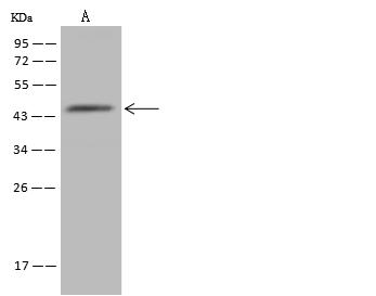 ZADH2 Antibody - Anti-ZADH2 rabbit polyclonal antibody at 1:500 dilution. Lane A: U-251 MG Whole Cell Lysate. Lysates/proteins at 30 ug per lane. Secondary: Goat Anti-Rabbit IgG (H+L)/HRP at 1/10000 dilution. Developed using the ECL technique. Performed under reducing conditions. Predicted band size: 40 kDa. Observed band size: 44 kDa.