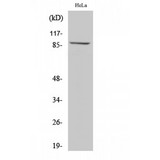 ZAK / MLTK Antibody - Western blot of MLTK antibody