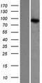 ZAK / MLTK Protein - Western validation with an anti-DDK antibody * L: Control HEK293 lysate R: Over-expression lysate