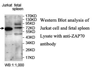 ZAP70 Antibody