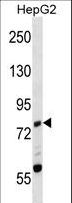 ZAP70 Antibody - Mouse Zap70 Antibody western blot of HepG2 cell line lysates (35 ug/lane). The Zap70 antibody detected the Zap70 protein (arrow).