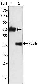 ZAP70 Antibody - Zap-70 Antibody in Western Blot (WB)