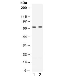 ZAP70 Antibody