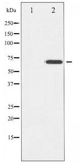 ZAP70 Antibody - Western blot of ZAP-70 phosphorylation expression in Jurkat whole cell lysates,The lane on the left is treated with the antigen-specific peptide.