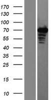 ZAP70 Protein - Western validation with an anti-DDK antibody * L: Control HEK293 lysate R: Over-expression lysate