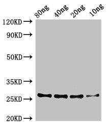 zapA Antibody - Western Blot Positive WB detected in Recombinant protein All lanes: zapA antibody at 3.2µg/ml Secondary Goat polyclonal to rabbit IgG at 1/50000 dilution Predicted band size: 26 kDa Observed band size: 26 kDa