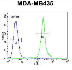 ZBBX Antibody - ZBBX Antibody flow cytometry of MDA-MB435 cells (right histogram) compared to a negative control cell (left histogram). FITC-conjugated goat-anti-rabbit secondary antibodies were used for the analysis.
