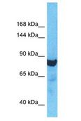 ZBBX Antibody - ZBBX antibody Western Blot of HeLa. Antibody dilution: 1 ug/ml.  This image was taken for the unconjugated form of this product. Other forms have not been tested.