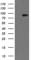 ZBED1 / TRAMP Antibody - HEK293T cells were transfected with the pCMV6-ENTRY control (Left lane) or pCMV6-ENTRY ZBED1 (Right lane) cDNA for 48 hrs and lysed. Equivalent amounts of cell lysates (5 ug per lane) were separated by SDS-PAGE and immunoblotted with anti-ZBED1.