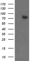 ZBED1 / TRAMP Antibody - HEK293T cells were transfected with the pCMV6-ENTRY control (Left lane) or pCMV6-ENTRY ZBED1 (Right lane) cDNA for 48 hrs and lysed. Equivalent amounts of cell lysates (5 ug per lane) were separated by SDS-PAGE and immunoblotted with anti-ZBED1.
