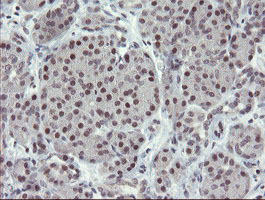 ZBED1 / TRAMP Antibody - IHC of paraffin-embedded Human pancreas tissue using anti-ZBED1 mouse monoclonal antibody.