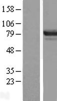 ZBED1 / TRAMP Protein - Western validation with an anti-DDK antibody * L: Control HEK293 lysate R: Over-expression lysate