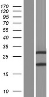 ZBED2 Protein - Western validation with an anti-DDK antibody * L: Control HEK293 lysate R: Over-expression lysate