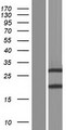 ZBED2 Protein - Western validation with an anti-DDK antibody * L: Control HEK293 lysate R: Over-expression lysate