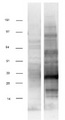 ZBED3 Protein - Western validation with an anti-DDK antibody * L: Control HEK293 lysate R: Over-expression lysate