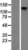 ZBED4 Protein - Western validation with an anti-DDK antibody * L: Control HEK293 lysate R: Over-expression lysate