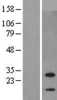 ZBED6CL / C7orf29 Protein - Western validation with an anti-DDK antibody * L: Control HEK293 lysate R: Over-expression lysate