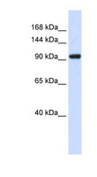 ZBED9 / SCAND3 Antibody - SCAND3 antibody Western blot of 293T cell lysate. This image was taken for the unconjugated form of this product. Other forms have not been tested.
