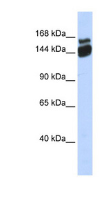 ZBED9 / SCAND3 Antibody - SCAND3 antibody Western blot of Fetal Brain lysate. This image was taken for the unconjugated form of this product. Other forms have not been tested.