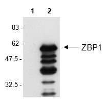 ZBP1 Antibody - Western Blot analysis of mouse ZBP1 in L929 cells by using anti-ZBP1, mAb (Zippy-1) . Cell extracts from L929 cell either unstimulated (lane 1) or stimulated for 24h with poly(dA.dT) poly(dT.dA) at 3 ug/ml (lane 2) were resolved by SDS-PAGE under reducing conditions, transferred to nitrocellulose and incubated with the anti-ZBP1, mAb (Zippy-1) at a 1:1000 dilution for 1 hour. Proteins were visualized using a peroxidase-conjugated polyclonal antibody to mouse IgG and a chemiluminescence detection system. The multiple bands represent isoforms or degradation products of ZBP1 since they are down regulated upon ZBP1 siRNA treatment (data not shown).