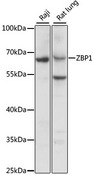 ZBP1 Antibody - Western blot analysis of extracts of various cell lines, using ZBP1 antibody at 1:3000 dilution. The secondary antibody used was an HRP Goat Anti-Rabbit IgG (H+L) at 1:10000 dilution. Lysates were loaded 25ug per lane and 3% nonfat dry milk in TBST was used for blocking. An ECL Kit was used for detection and the exposure time was 1s.