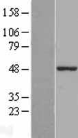 ZBP1 Protein - Western validation with an anti-DDK antibody * L: Control HEK293 lysate R: Over-expression lysate