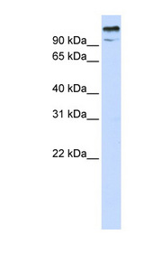 ZBTB10 Antibody - ZBTB10 antibody Western blot of 293T cell lysate. This image was taken for the unconjugated form of this product. Other forms have not been tested.