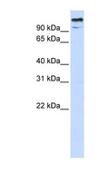 ZBTB10 Antibody - ZBTB10 antibody Western blot of 293T cell lysate. This image was taken for the unconjugated form of this product. Other forms have not been tested.