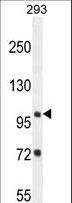 ZBTB10 Antibody - ZBTB10 Antibody western blot of 293 cell line lysates (35 ug/lane). The ZBTB10 antibody detected the ZBTB10 protein (arrow).