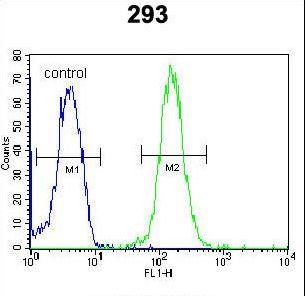 ZBTB10 Antibody - ZBTB10 Antibody flow cytometry of 293 cells (right histogram) compared to a negative control cell (left histogram). FITC-conjugated goat-anti-rabbit secondary antibodies were used for the analysis.