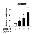 ZBTB10 Antibody - ELISA analysis of ZBTB10 expression. MDA-MB-231 cells were transiently transfected with 0-4 ug of a ZBTB10 expression plasmid and analyzed for ZBTB10 expression after 24 h.