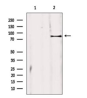 ZBTB17 / MIZ-1 Antibody
