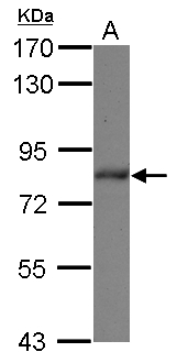 ZBTB20 Antibody - Sample (30 ug of whole cell lysate) A: 293T 7.5% SDS PAGE ZBTB20 antibody diluted at 1:1000
