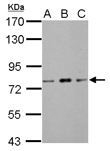 ZBTB20 Antibody - Sample (30 ug of whole cell lysate) A: NIH-3T3 B: JC C: BCL-1 7.5% SDS PAGE ZBTB20 antibody diluted at 1:1000