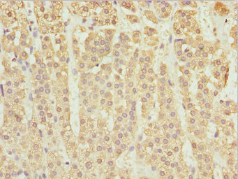 ZBTB20 Antibody - Immunohistochemistry of paraffin-embedded human adrenal gland tissue at dilution 1:100