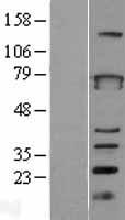ZBTB3 Protein - Western validation with an anti-DDK antibody * L: Control HEK293 lysate R: Over-expression lysate