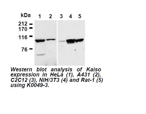 ZBTB33 / Kaiso Antibody